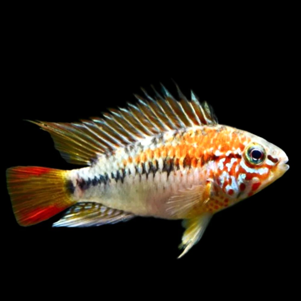 Apistogramma viejita red  Dwergcichlide